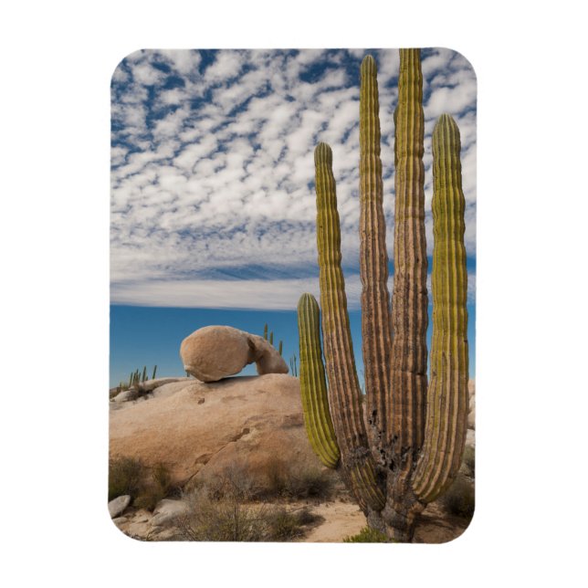 Cactus In Desert Scenic Magnet (Vertical)