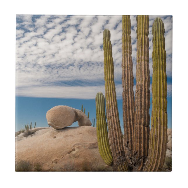 Cactus In Desert Scenic Tile (Front)