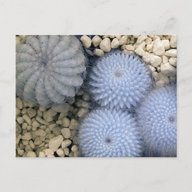 Cactus in infrared light postcard (Front)