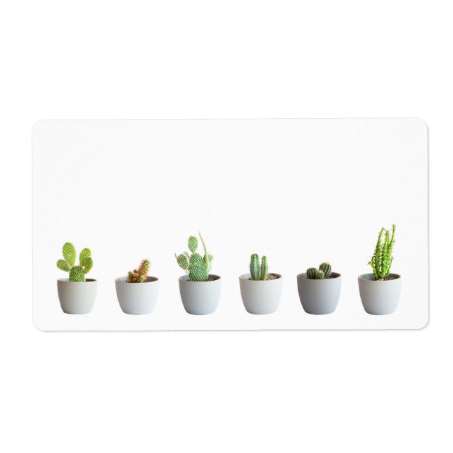 Cactus in pots (Front)