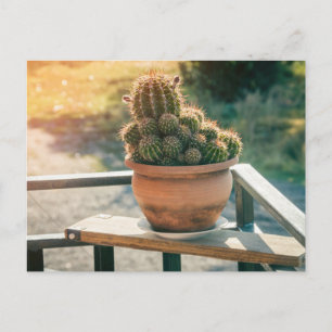 Cactus in sunlight postcard