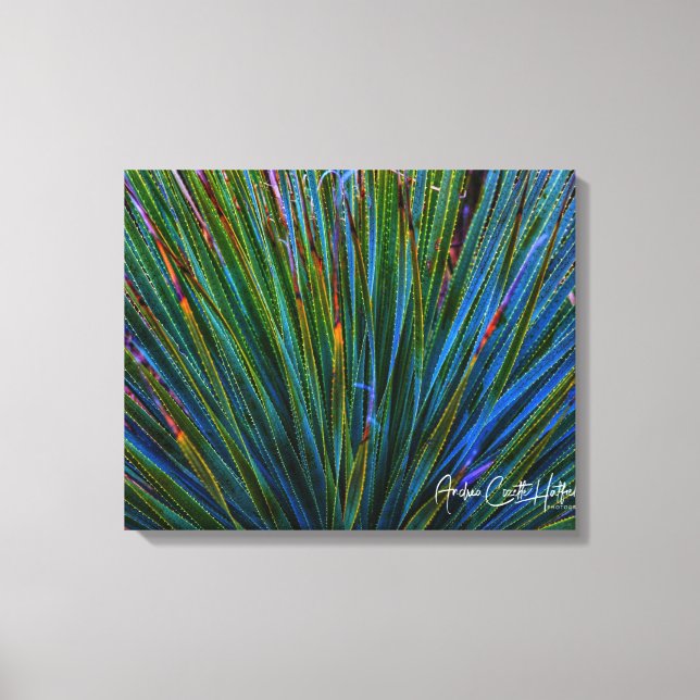 Cactus in Turquoise Canvas Print (Front)