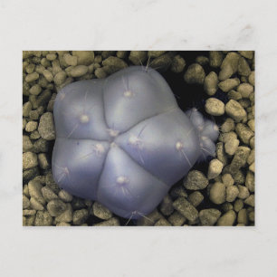 Cactus, infrared photo postcard