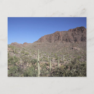 Cactus Landscape Postcard