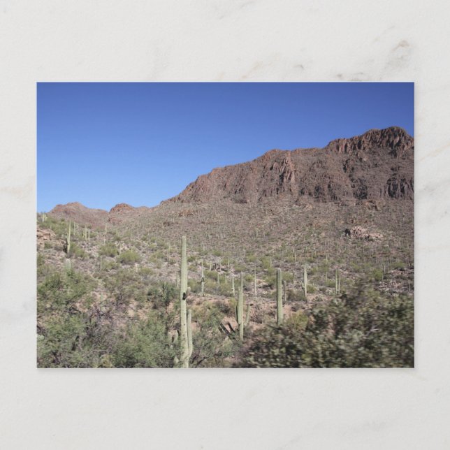 Cactus Landscape Postcard (Front)