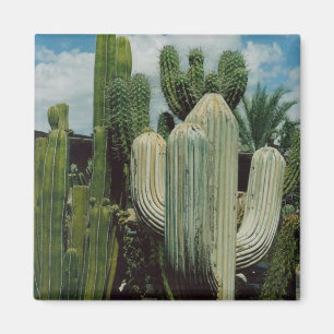 Cactus Magnet