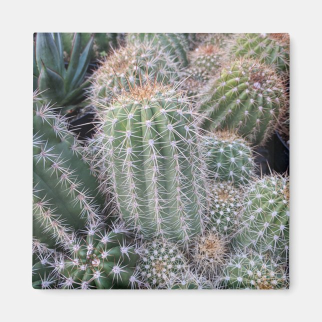 Cactus Magnet (Front)