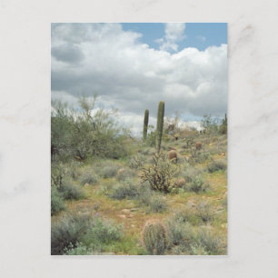 Cactus Pastoral Sweep Desert Photo Postcards
