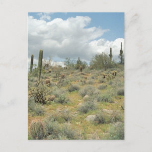 Cactus Pastoral Sweep Desert Photo Postcards