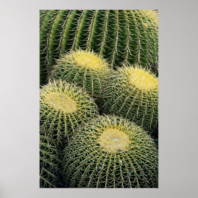 Cactus Pattern Poster (Front)