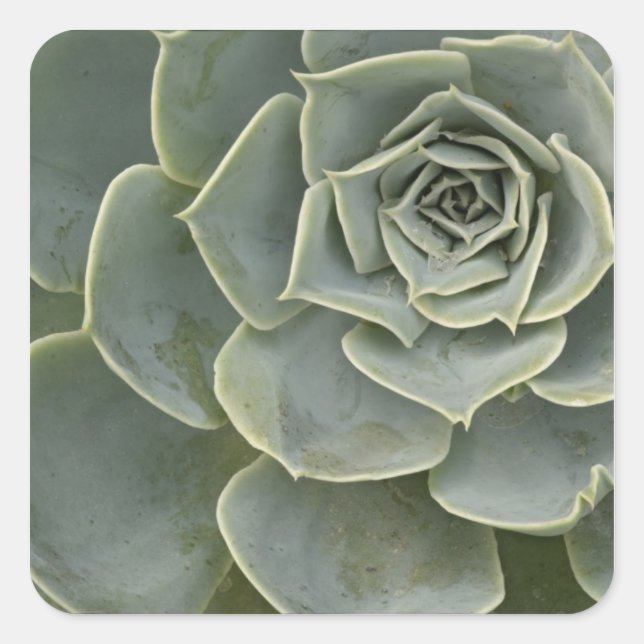 Cactus pattern square sticker (Front)