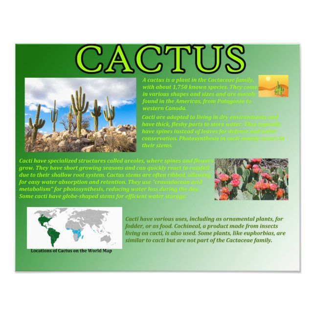 Cactus Photo Print (Front)