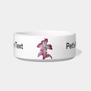 Cactus pink and white flower, succulent bloom bowl