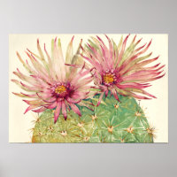 Cactus Pink Blossoms