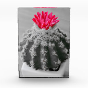 Cactus Plant  Black White Photo With Pink Flower Block