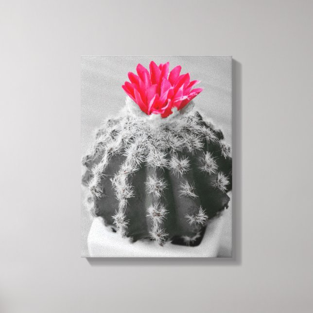 Cactus Plant  Black White Photo With Pink Flower Canvas Print (Front)
