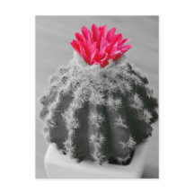 Cactus Plant Black White Photo With Pink Flower