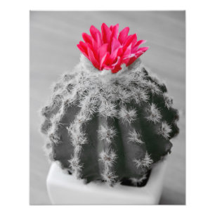 Cactus Plante noir blanc photo avec Fleur rose