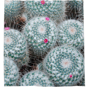 Cactus Plants with Tiny Pink Flowers
