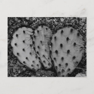 Cactus Portrait B/W Photograph Postcard