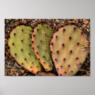 Cactus Portrait Poster