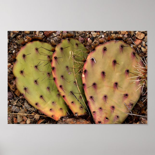 Cactus Portrait Poster (Front)
