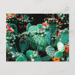 Cactus Postcard