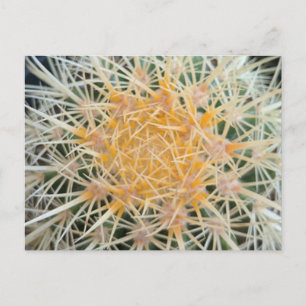 Cactus Postcard