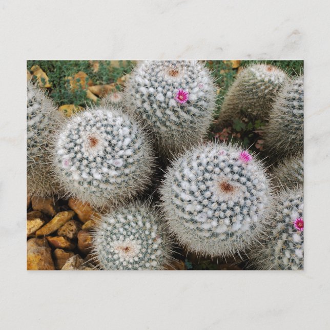 Cactus Postcard (Front)