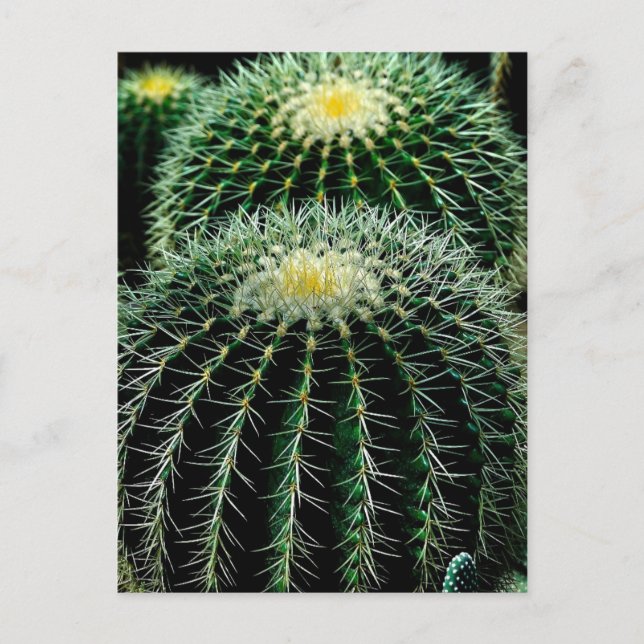 Cactus Postcard (Front)