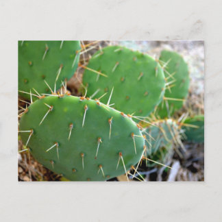 Cactus Postcard