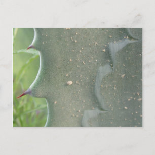Cactus Postcard