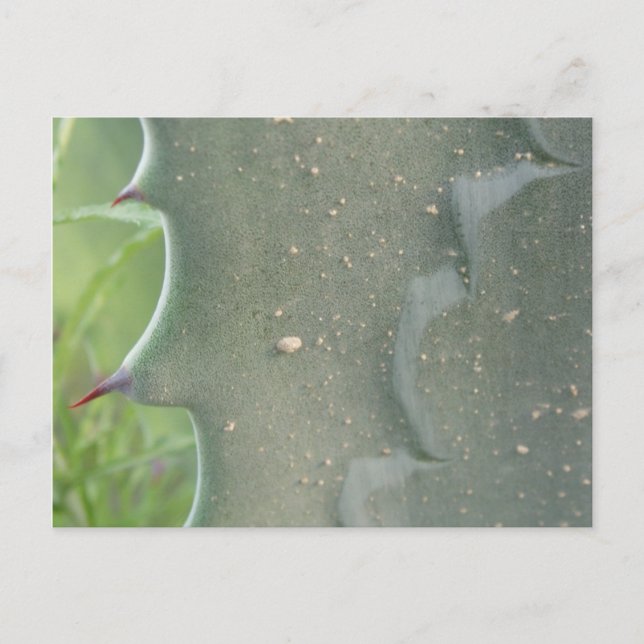 Cactus Postcard (Front)