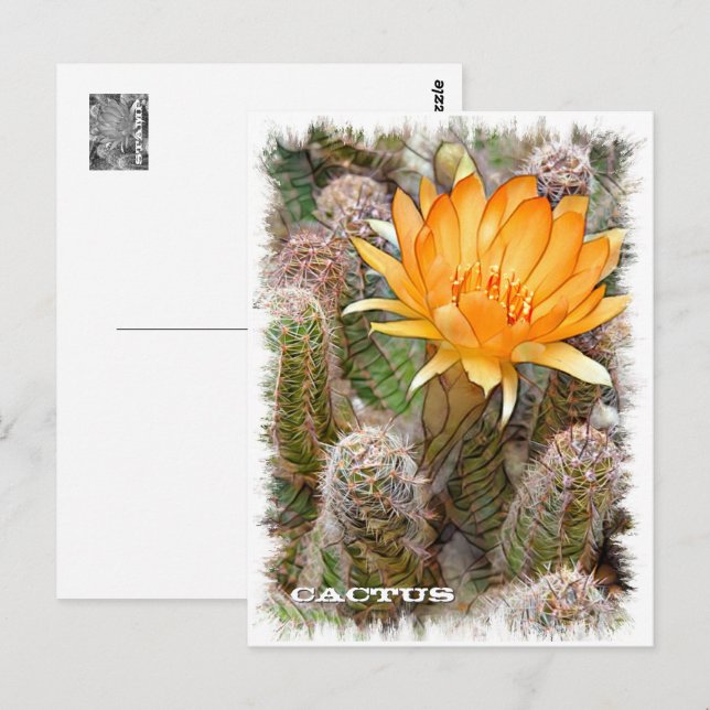 Cactus Postcard (Front/Back)