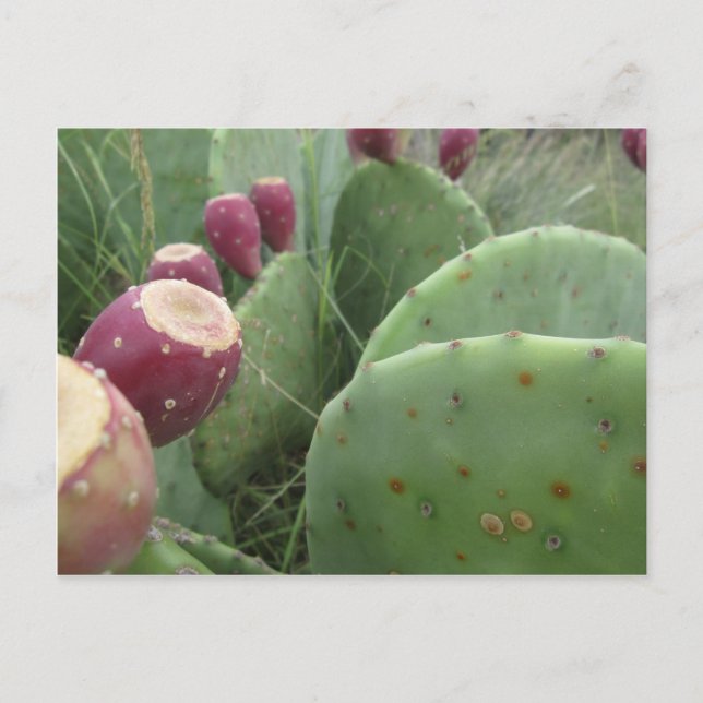 Cactus Postcard (Front)
