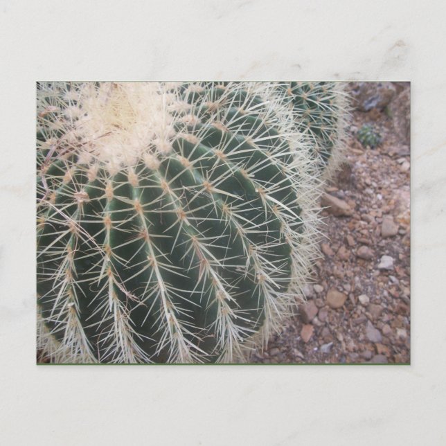 Cactus Postcards (Front)