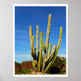 Cactus Poster