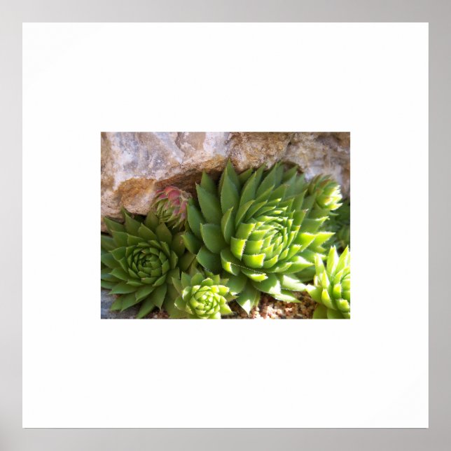 Cactus Poster (Front)