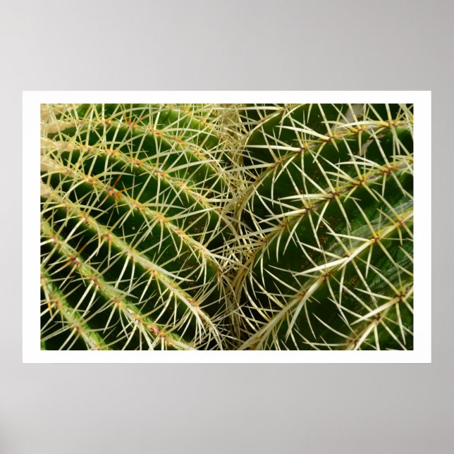 Cactus Poster (Front)