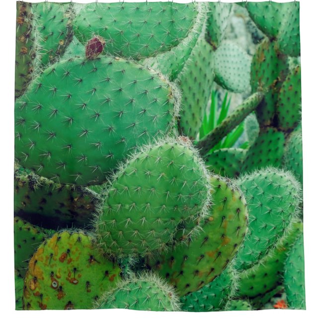 Cactus, prickly pear cactus ,cactus spines, close  (Front)