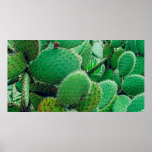 Cactus, prickly pear cactus ,cactus spines, close  poster