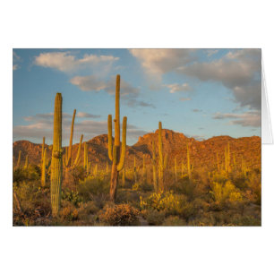 Cactus saguaro au coucher du soleil, Arizona