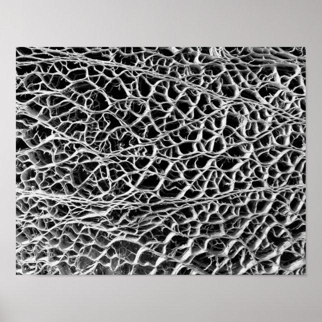 Cactus Skeleton Poster (Front)