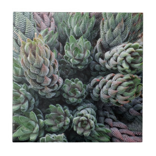 Cactus Small (4.25" x 4.25") Ceramic Photo Tile