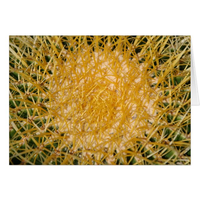 Cactus Soleil (Devant Horizontal)