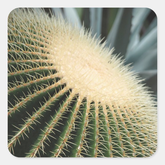 Cactus Sticker (Front)