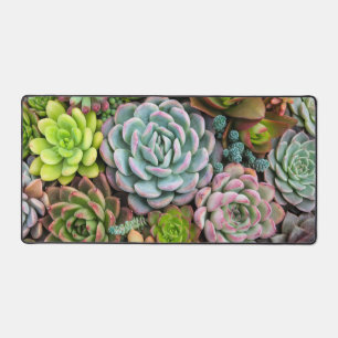 Cactus Succulents