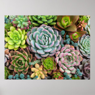Cactus Succulents poster