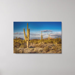 Cactus Sunset in Arizona Canvas Print