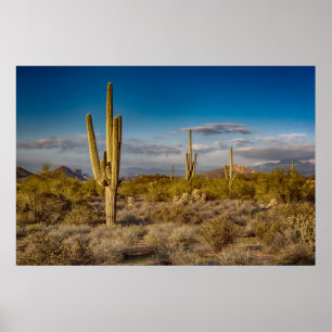 Cactus Sunset in Arizona Poster